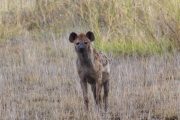 5 Day safari Mombasa hyena