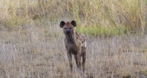 5 Day safari Mombasa hyena