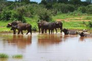Five Days safari from Mombasa Buffaloes