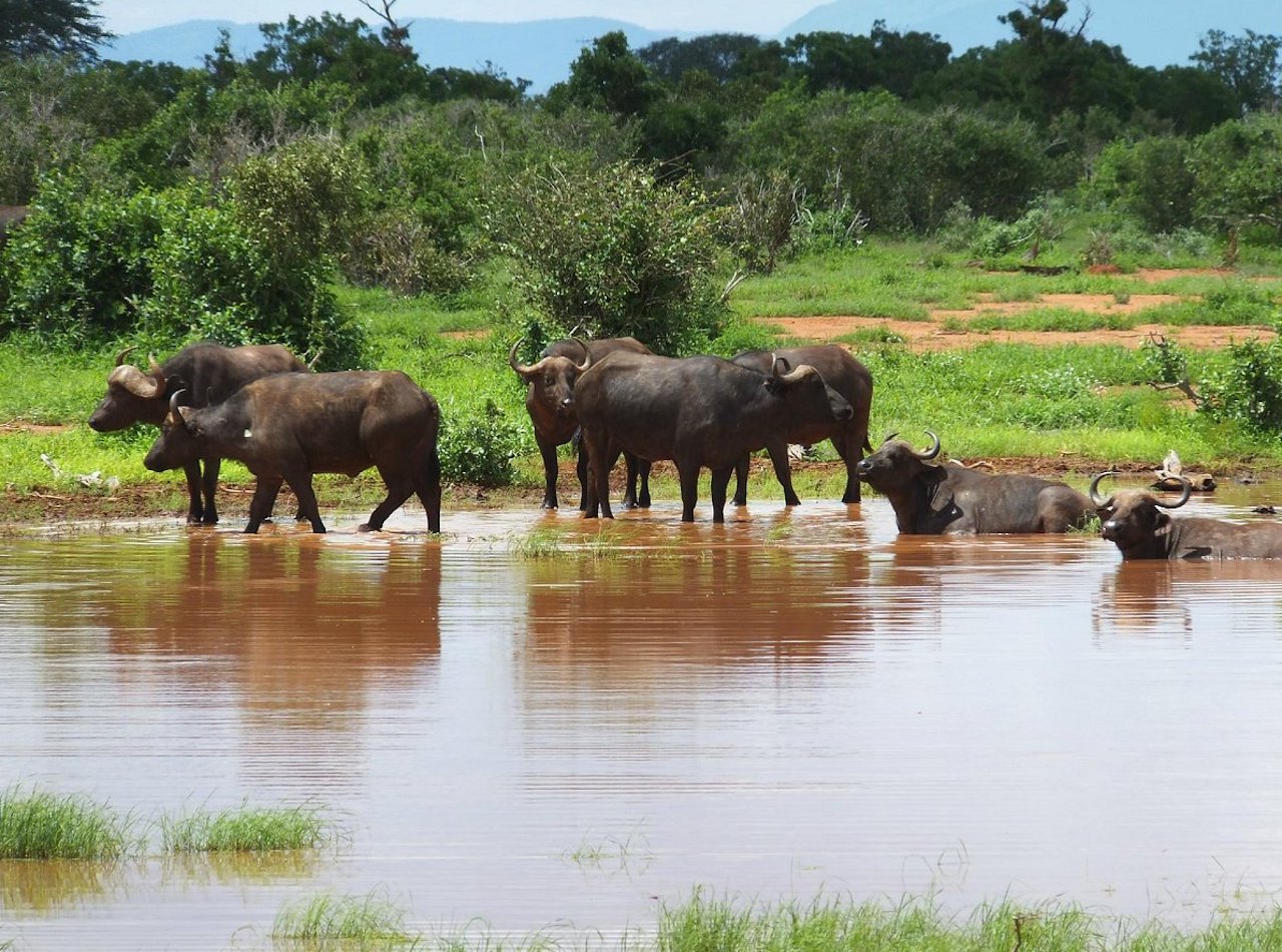 Five Days safari from Mombasa Buffaloes