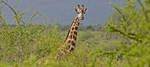 5 Day safari from Mombasa Giraffe