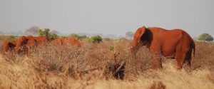 Tsavo East one day safari