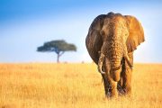 6 day Kenya Safari lone Elephant