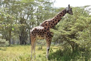 6 day Safari Kenya Nakuru Giraffe