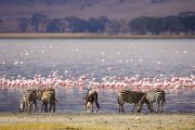 6 days safari Kenya zebras