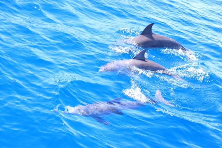 1 day Wasini Dolphin Tour Mombasa
