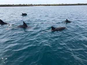 Wasini Island Dolphins