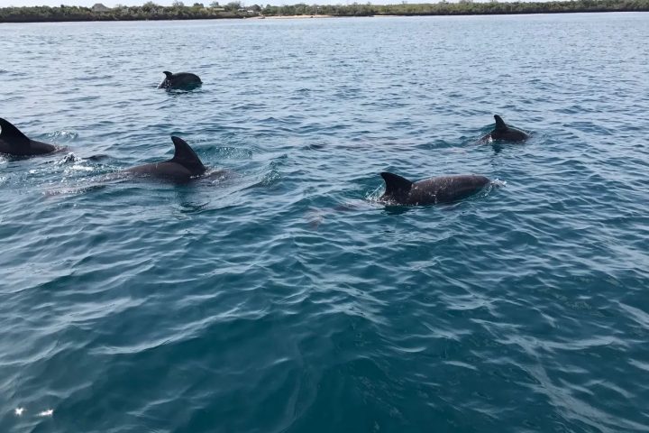 Wasini Island Dolphins