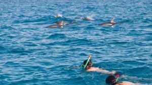 Wasini Swim with Dolphins