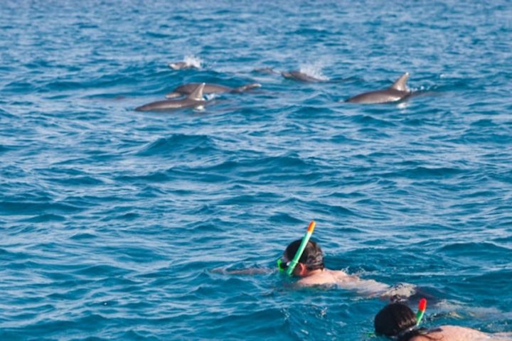 Wasini Swim with Dolphins