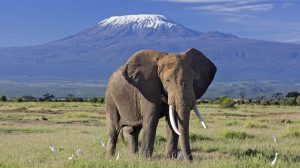 3 days Amboseli safari from Nairobi
