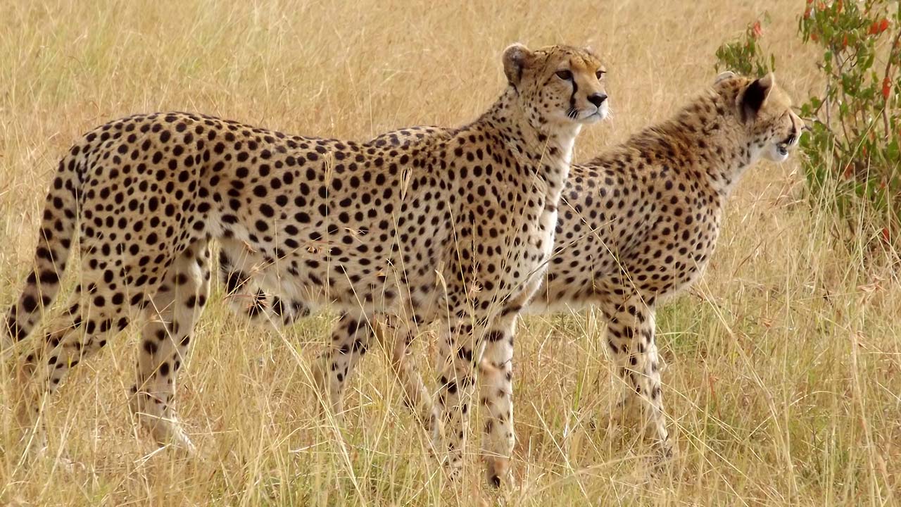 5 day safari from Nairobi