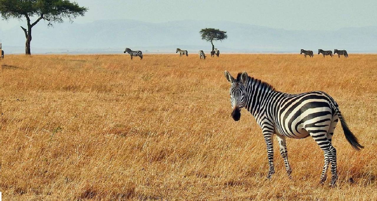6 days Kenya safari from Nairobi