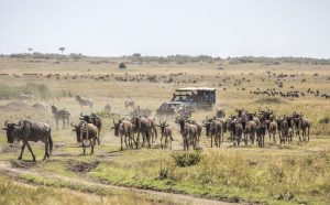 Kenya safari and beach 10 days