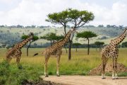 Ol Pejeta 7 Day safari Kenya