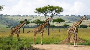Ol Pejeta 7 Day safari Kenya