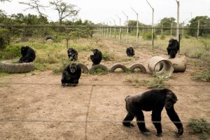 Ol Pejeta Chimpanzee Safari 7 Days