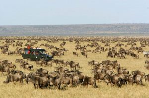 Seven Day Safari tour Kenya