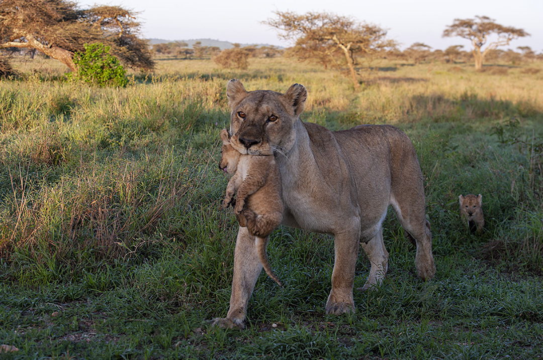 Animals in Serengeti Lioness