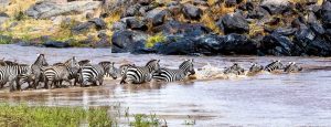 Kenya safaris from Nairobi