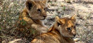 Lion cubs in Serengeti