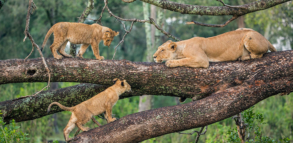 Lions Ngorongoro Crater