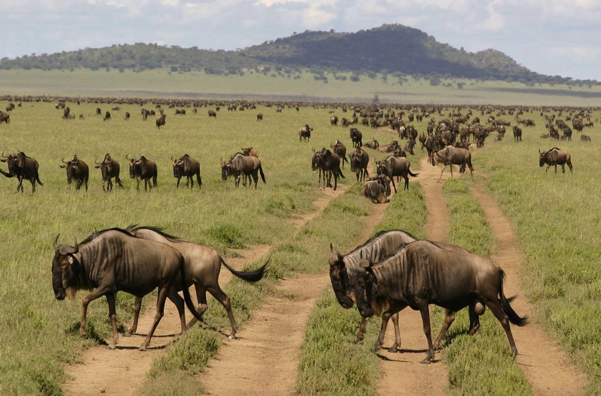 Serengeti animals Wildebeests