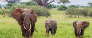 Tarangire National Park animals