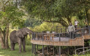 Governors Camp Masai Mara Safari