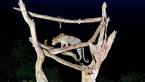 Ngulia safari lodge leopard tree