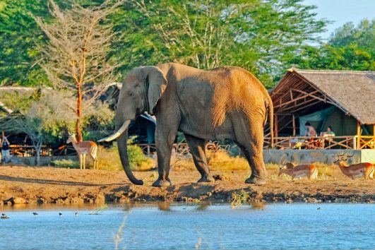 Satao Camp Tsavo East