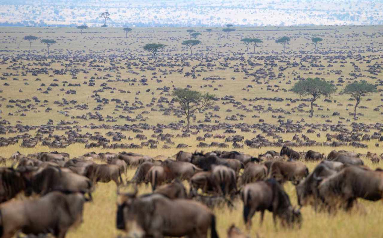 Factors to consider Budget Kenya Tanzania safari