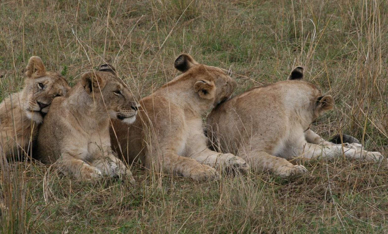 6 Days Kenya Tanzania Safari