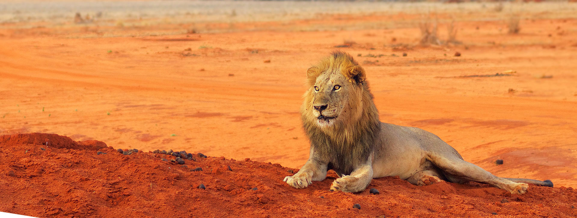 New 2025 Conservation Fees: KWS Park Entry Fees Effective 1st October 2025