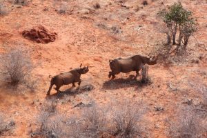 2-Day safari Tsavo East and West