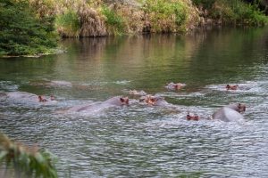 3-Day Safari Mombasa Tsavo East and West