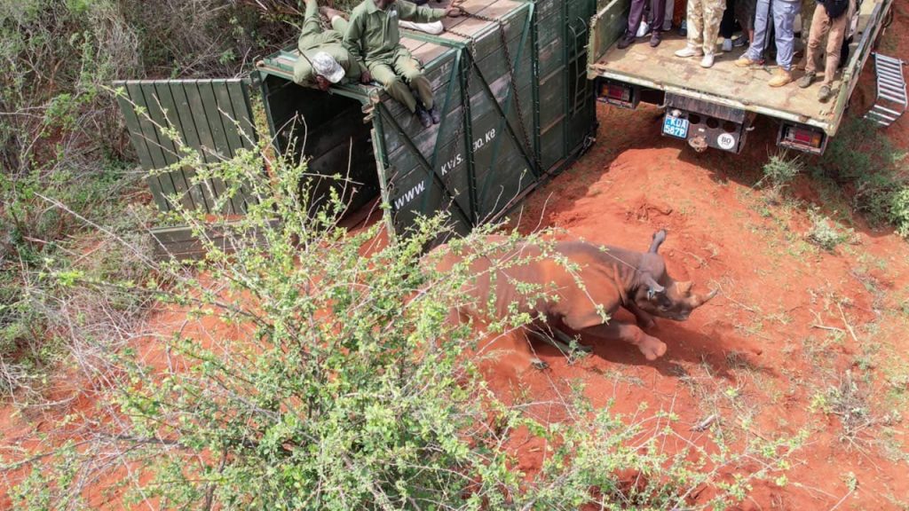Black Rhinos Tsavo West Sanctuary