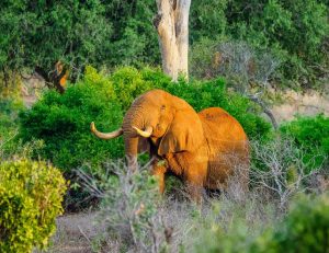 Tsavo East National Park