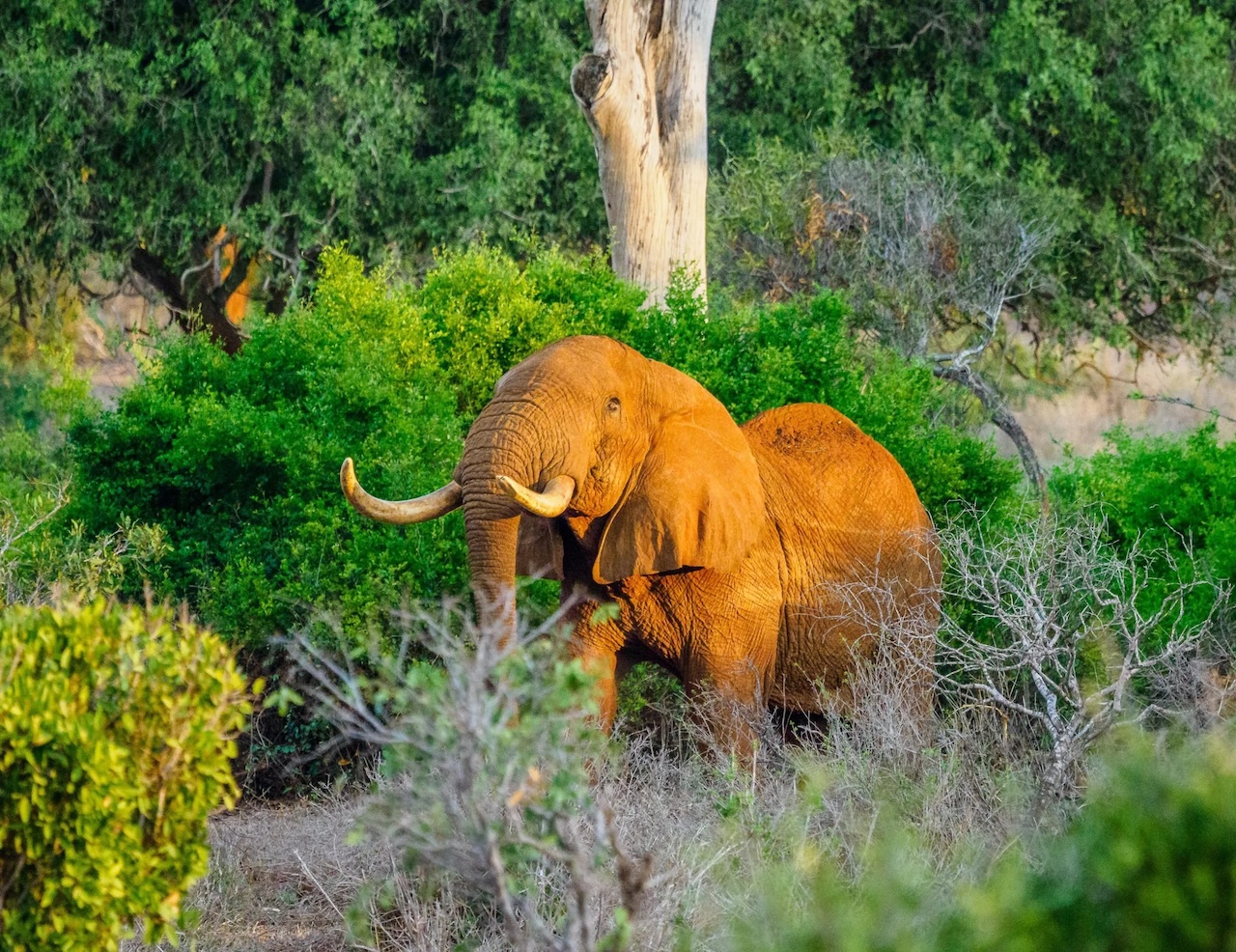 Tsavo East National Park