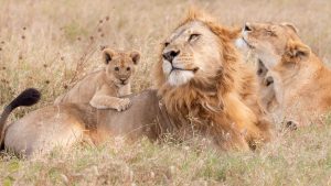 Affordable Kenya Safari Tour Packages