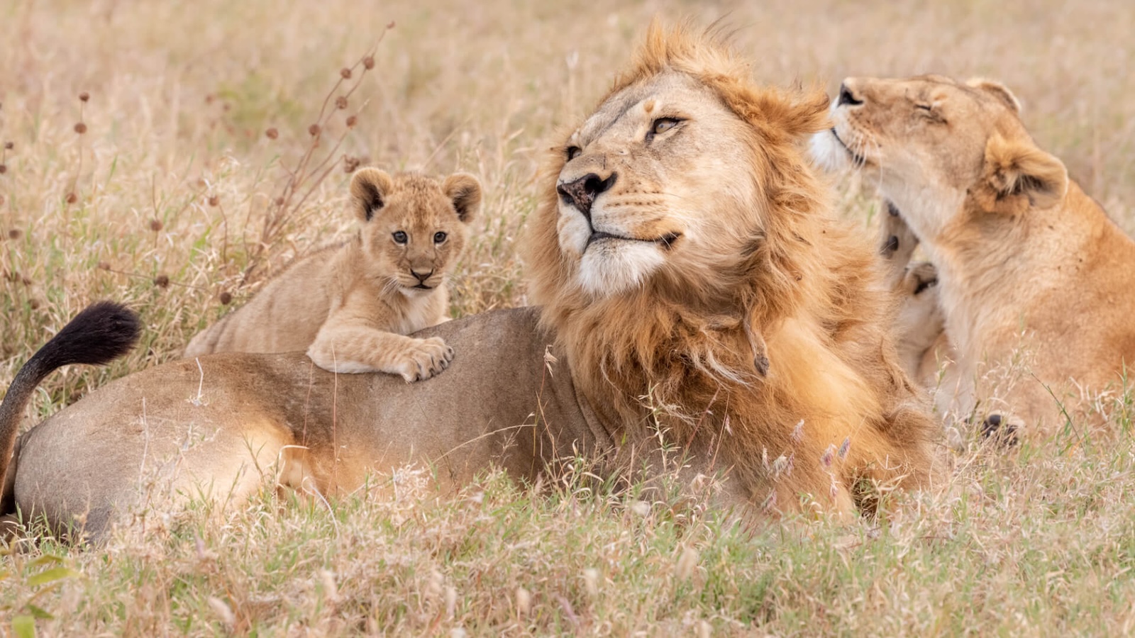 Affordable Kenya Safari Packages